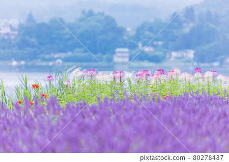 [Yamanashi Prefecture] Lavender and Spider flower blooming on the shore of Lake Kawaguchi 80278487