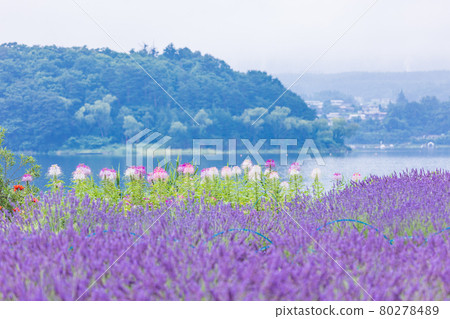 [Yamanashi Prefecture] Lavender and Spider flower blooming on the shore of Lake Kawaguchi 80278489