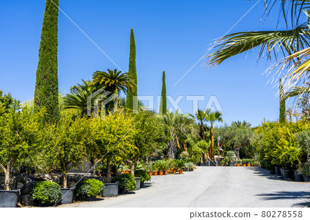 Houseplants growing business. External side of big greenhouses or nursery with potted outdoor big and small plants stand on racks before selling to flower shops or stores. Gardening industry concept 80278558
