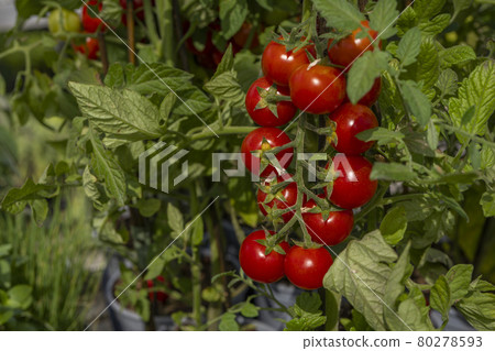 A branch of cherry tomatoes on the garden. Ripe cherry tomato ready to be harvested.  80278593