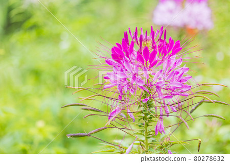 [Yamanashi Prefecture] Lake Kawaguchiko, a spider flower that blooms on the shore of the lake 80278632
