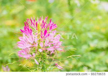 [Yamanashi Prefecture] Lake Kawaguchiko, a spider flower that blooms on the shore of the lake 80278633