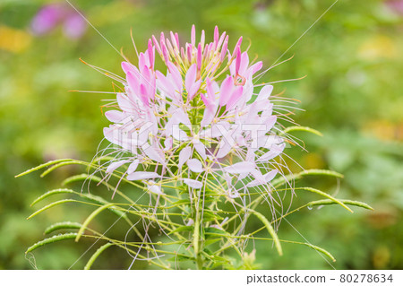 [Yamanashi Prefecture] Lake Kawaguchiko, a spider flower that blooms on the shore of the lake 80278634