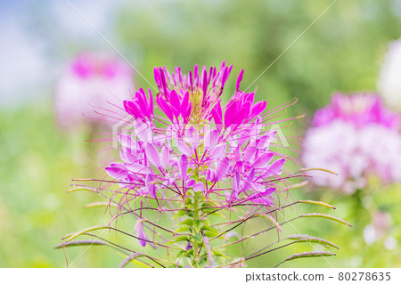 [Yamanashi Prefecture] Lake Kawaguchiko, a spider flower that blooms on the shore of the lake 80278635