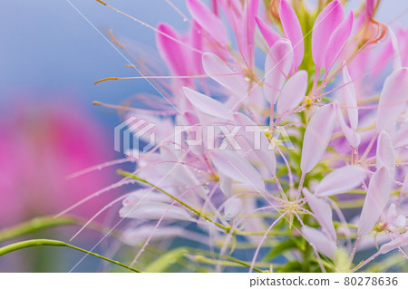 [Yamanashi Prefecture] Lake Kawaguchiko, a spider flower that blooms on the shore of the lake 80278636
