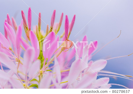 [Yamanashi Prefecture] Lake Kawaguchiko, a spider flower that blooms on the shore of the lake 80278637