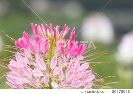 [Yamanashi Prefecture] Lake Kawaguchiko, a spider flower that blooms on the shore of the lake 80278638