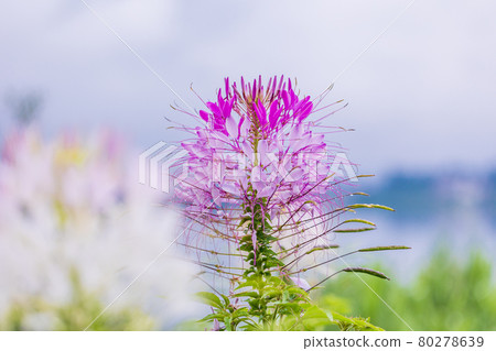 [Yamanashi Prefecture] Lake Kawaguchiko, a spider flower that blooms on the shore of the lake 80278639