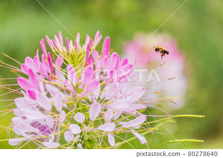 [Yamanashi Prefecture] Lake Kawaguchiko, a spider flower that blooms on the shore of the lake 80278640