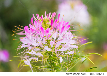 [Yamanashi Prefecture] Lake Kawaguchiko, a spider flower that blooms on the shore of the lake 80278641