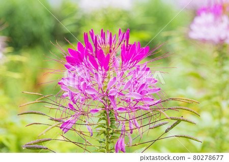 [Yamanashi Prefecture] Lake Kawaguchiko, a spider flower that blooms on the shore of the lake 80278677