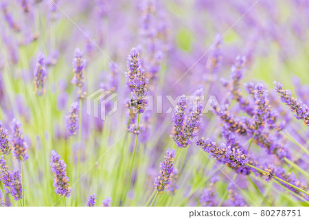 [Yamanashi Prefecture] Lavender flower garden 80278751