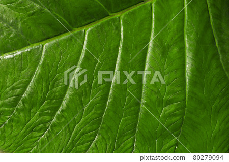abstracted leaf veins macro close up. green leaf texture and structure for background or wallpaper. abstracted leaf veins macro close up. green leaf texture and structure for background or wallpaper. 80279094