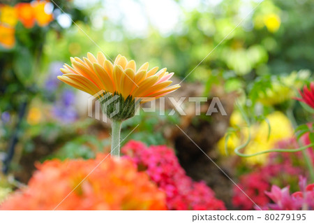 Gerbera flowers image 80279195