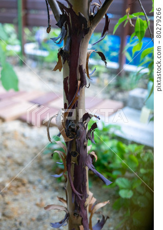 Styrax japonicum whose skin is about to peel off 80279266