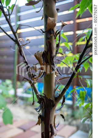 Styrax japonicum whose skin is about to peel off Styrax japonicum whose skin is about to peel off 80279267