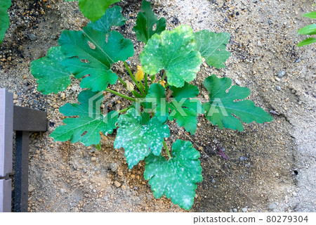 Zucchini seedlings with powdery mildew 80279304