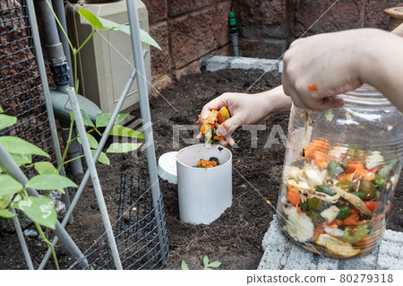 Person filling the worm tower with kitchen organic waste. Worm activity turns material into compost to enrich soil Person filling the worm tower with kitchen organic waste. Worm activity turns material into compost to enrich soil 80279318