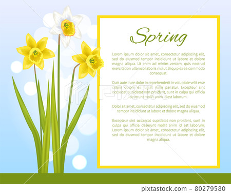 Spring Flower Poster with Text Daffodil Narcissus 80279580