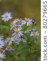 花卉 80279665