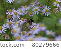 花卉 80279666