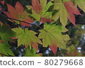 楓葉 80279668