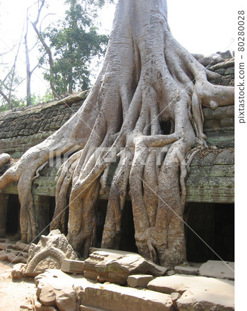 柬埔寨吳哥城附近的塔普倫寺。 柬埔寨吳哥城附近的塔普倫寺。 80280028