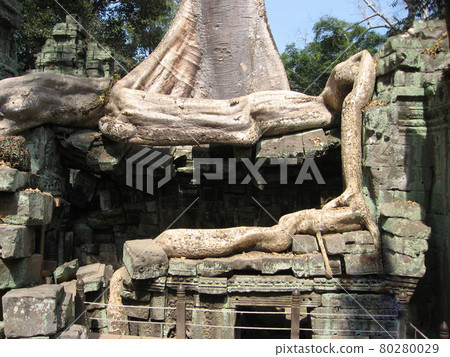 Ta Prohm around Angkor Thom, Cambodia. Near the central shrine. 80280029