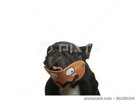 image of dog mask white background image of dog mask white background 80280104