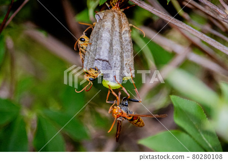 Emergence of paper wasps 02 Emergence of paper wasps 02 80280108