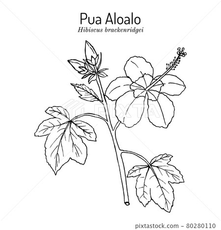 Pua Aloalo, or yellow hibiscus Hibiscus brackenridgei , state flower of Hawaii 80280110