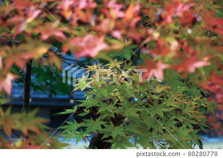 Kanshuji Temple, Kyoto Kanshuji Temple, Kyoto 80280778