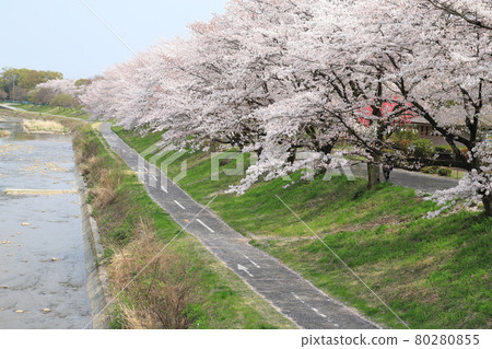 東京八王子市一條悠閒小路上的一排櫻花樹 80280855