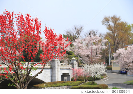 東京八王子市南淺川橋和花桃附近的一排櫻花樹 80280994