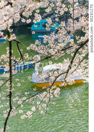 [盛開：從船上欣賞千鳥淵的吉野櫻花樹] 80281270