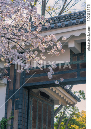 [盛開：千鳥淵的吉野櫻花和多安門] 80281276