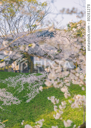 [盛開：千鳥淵的吉野櫻花和多安門] 80281278