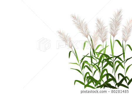 Vector hand drawing sketch with reeds. Vector hand drawing sketch with reeds. 80281485