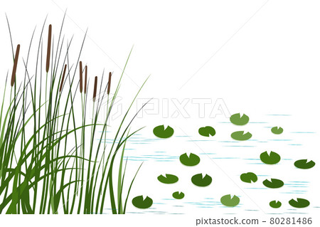 Vector hand drawing sketch with reeds. Vector hand drawing sketch with reeds. 80281486