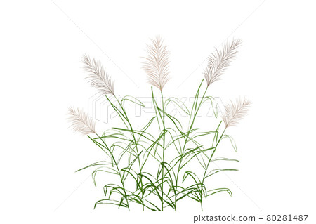 Vector hand drawing sketch with reeds. Vector hand drawing sketch with reeds. 80281487