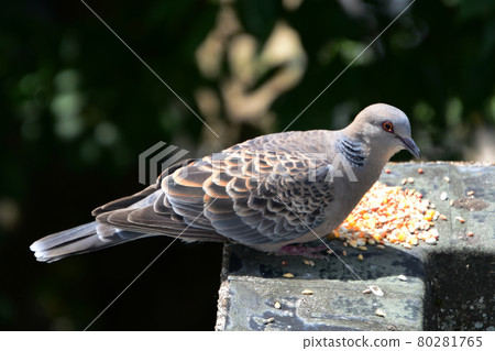 斑鳩羽化 斑鳩羽化 80281765