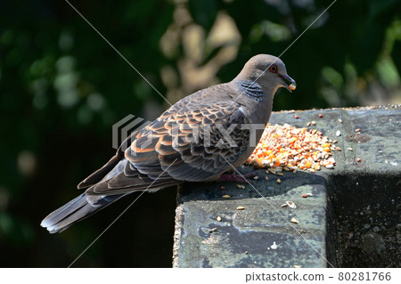 Turtle dove fledging Turtle dove fledging 80281766