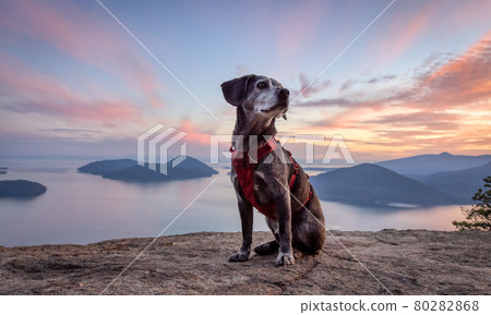 Adventurous little hiking dog on top of a mountain 80282868