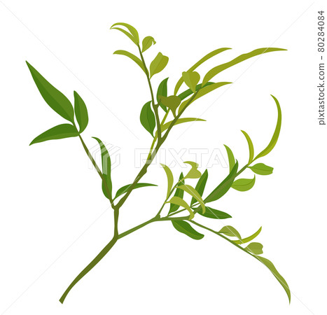Branch with young leaf sprouts vector stock illustration. Shoots of trees with fresh green foliage. Spring landscape. Isolated on a white background. 80284084