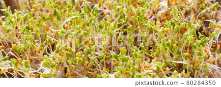 Young growth of cress seeds micro greens. Microgreen closeup. Banner. The concept of healthy and vegetarian food. 80284350