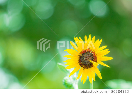Cute sunflower Cute sunflower 80284523