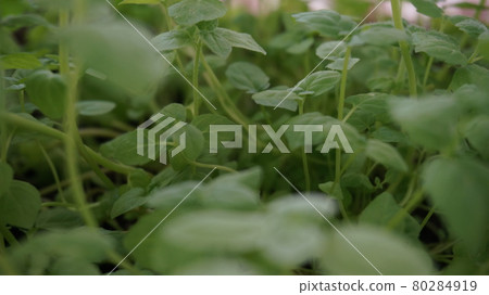 photo of fresh spearmint at home photo of fresh spearmint at home 80284919