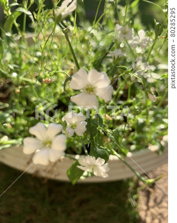 陰霾草 80285295