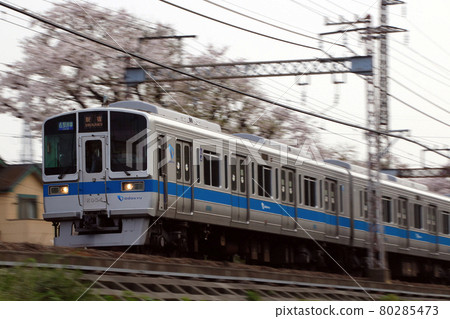 A row of cherry blossom trees and Odakyu Line 2000 series (local train: 8-car train) 80285473