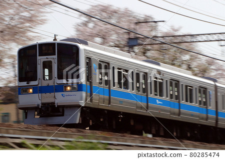 一排櫻花樹和小田急線2000系列(慢車:8節車廂) 一排櫻花樹和小田急線2000系列(慢車:8節車廂) 80285474